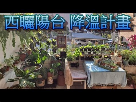 西曬陽台樹木|《西曬陽台大型植物指南：打造室內綠洲的完美選擇》